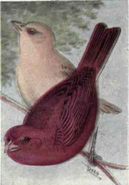 Summer Tanager