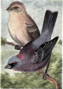 Varied Bunting