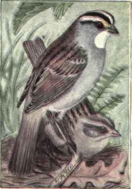 White throated Sparrow