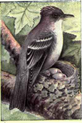 Wood Pewee