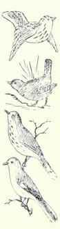 Wrens Thrashers Etc Family Troglodytidae 702 Sage  1416