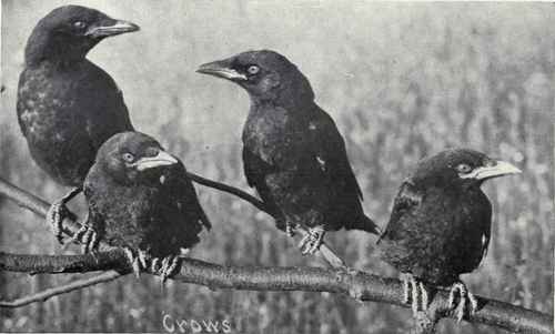 YOUNG CROWS PERCHING BIRDS
