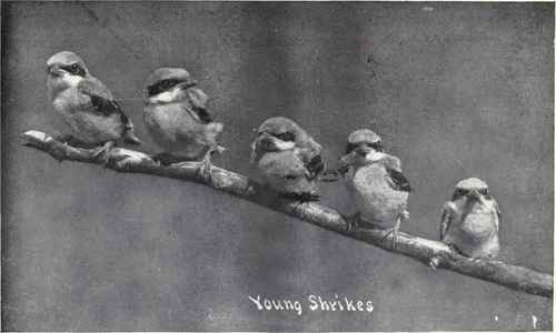 YOUNG SHRIKES (All ready for flight)