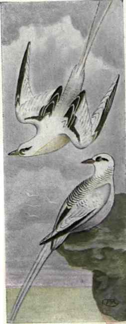 Yellow billed Tropic Bird. Red billed Tropic Bird