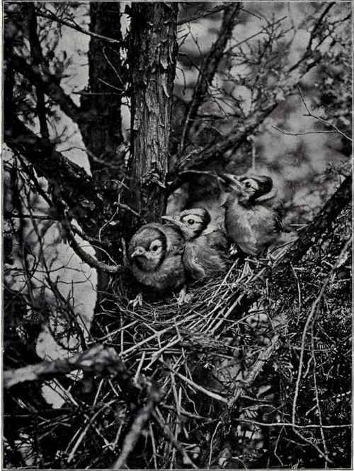 Young Blue Jays