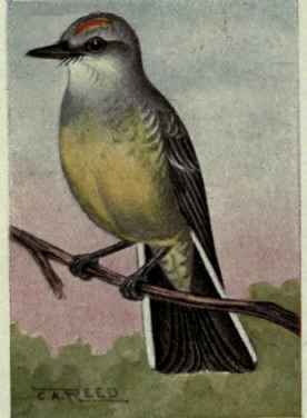 Arkansas Kingbird