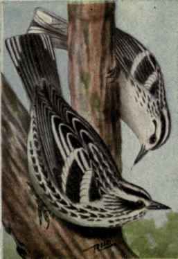 Black And White Warbler