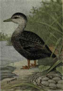 Black Duck
