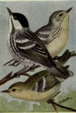 Black Poll Warbler