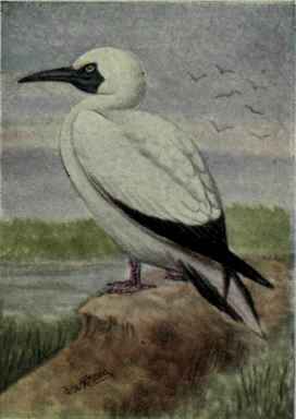 Blue Faced Booby