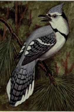 Blue Jay