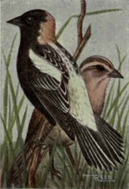Bobolink