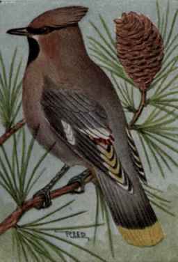 Bohemian Waxwing