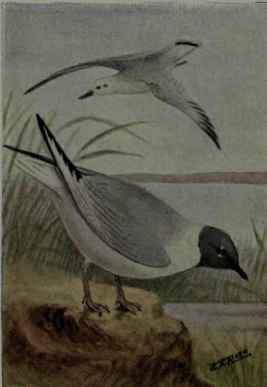 Bonaparte Gull