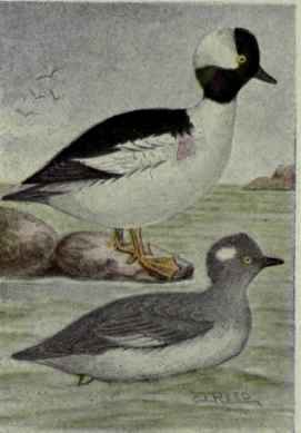 Buffle Head