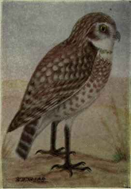 Burrowing Owl