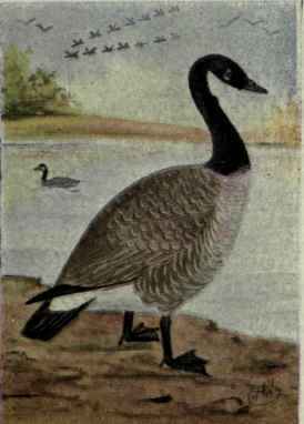 Canada Goose