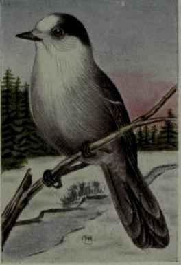 Canada Jay