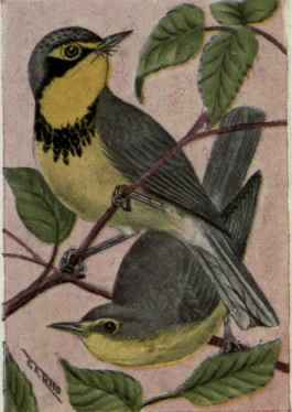 Canadian Warbler