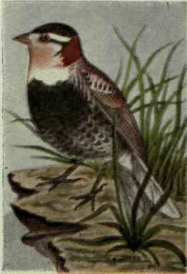 Chestnut Collared Longspur