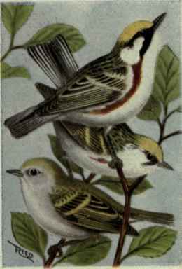 Chestnut Sided Warbler