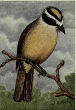Derby Flycatcher
