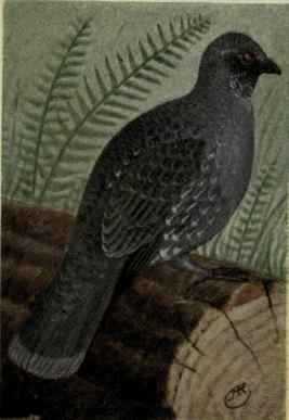 Dusky Grouse
