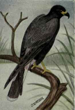 Everglade Kite