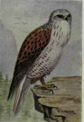 Ferruginous Rough Legged Hawk