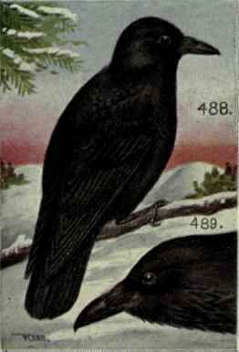Fish Crow