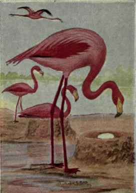 Flamingo