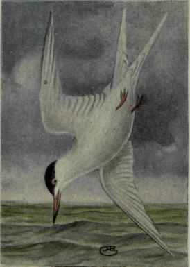 Forster Tern