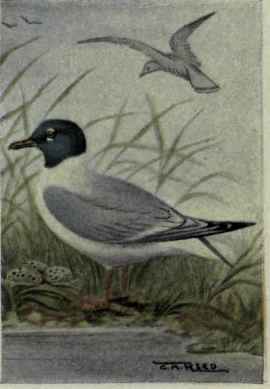 Franklin Gull