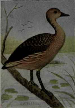 Fulvous Tree Duck