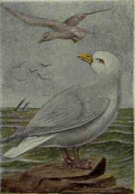 Glaucus Gull