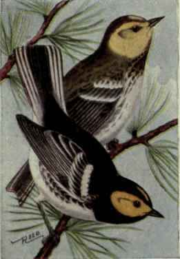 Golden Cheeked Warbler