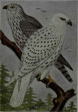 Gray Gyrfalcon