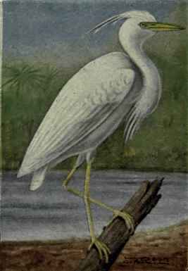 Great White Heron