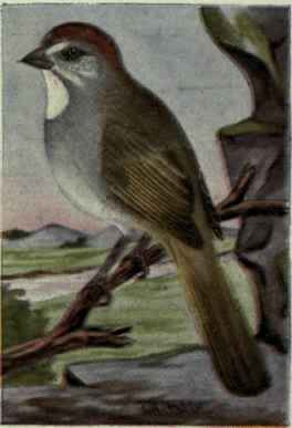 Green Tailed Towhee
