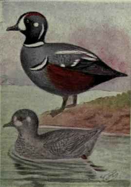 Harlequin Duck