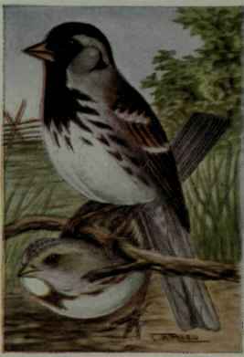Harris Sparrow
