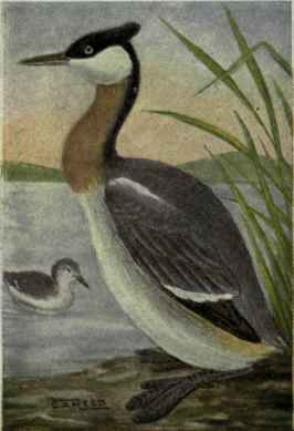 Holbcell Grebe