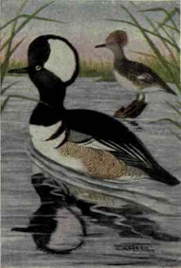 Hooded Merganser