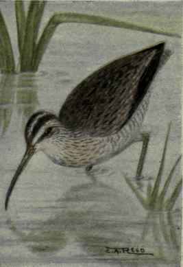 Hudsonian Curlew