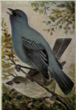 Indigo Bunting