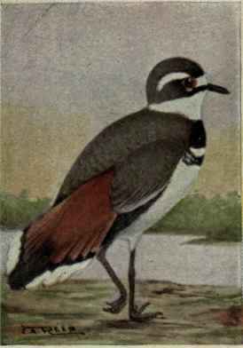Killdeer