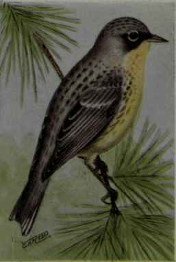 Kirtland Warbler