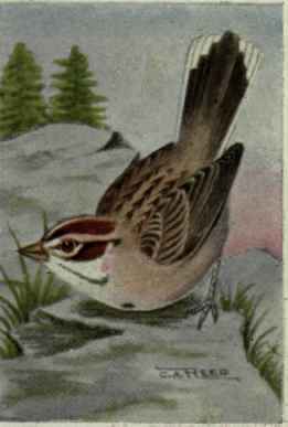 Lark Sparrow