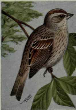 Lincoln Sparrow
