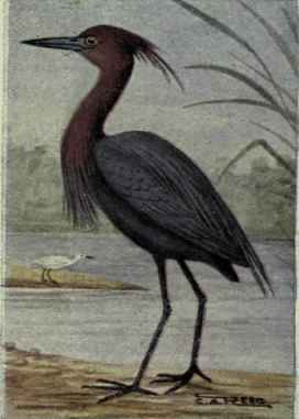 Little Blue Heron